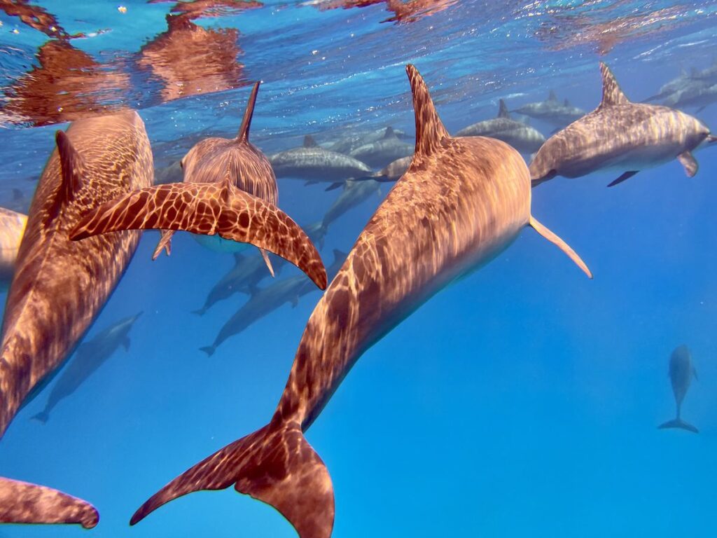 Safari Egipt - listopad 2026 4 IMG 5286 lg