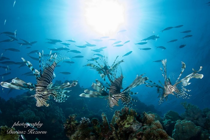 Infonurek 1 10 25 Krokodyle