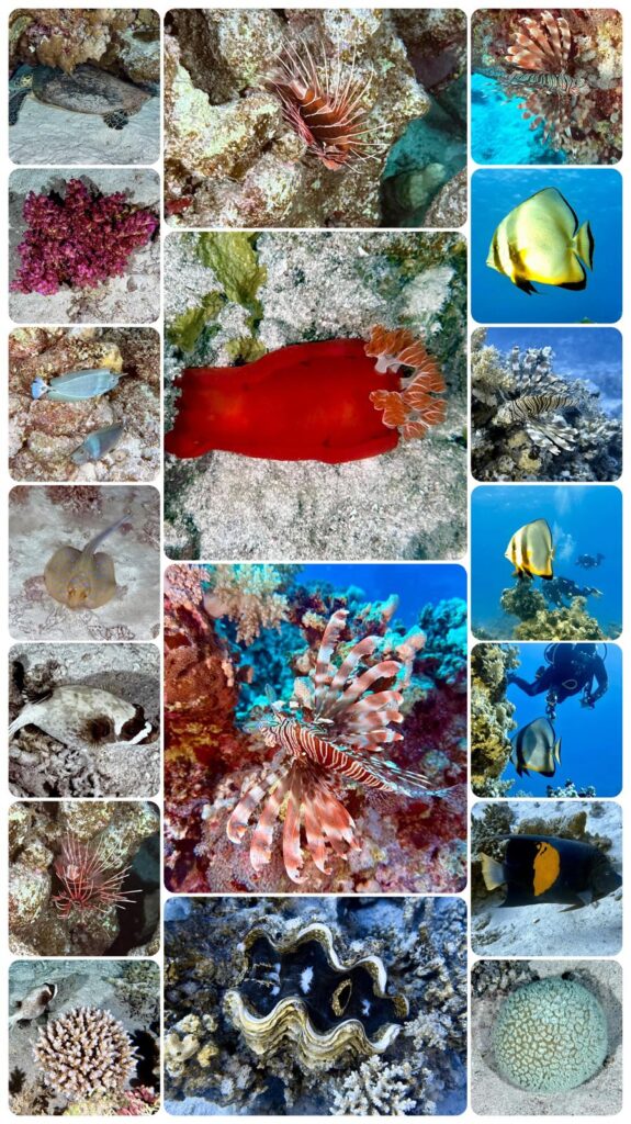 Safari Egipt - listopad 2026 2 safari 1