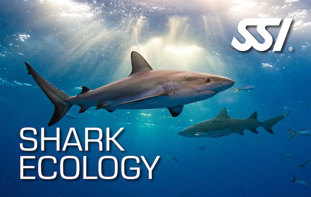 shark ecology